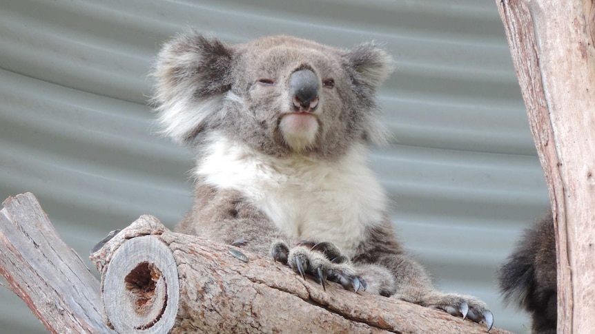 Rangers say the new koalas are settling well into their new environment.