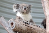 Rangers say the new koalas are settling well into their new environment.