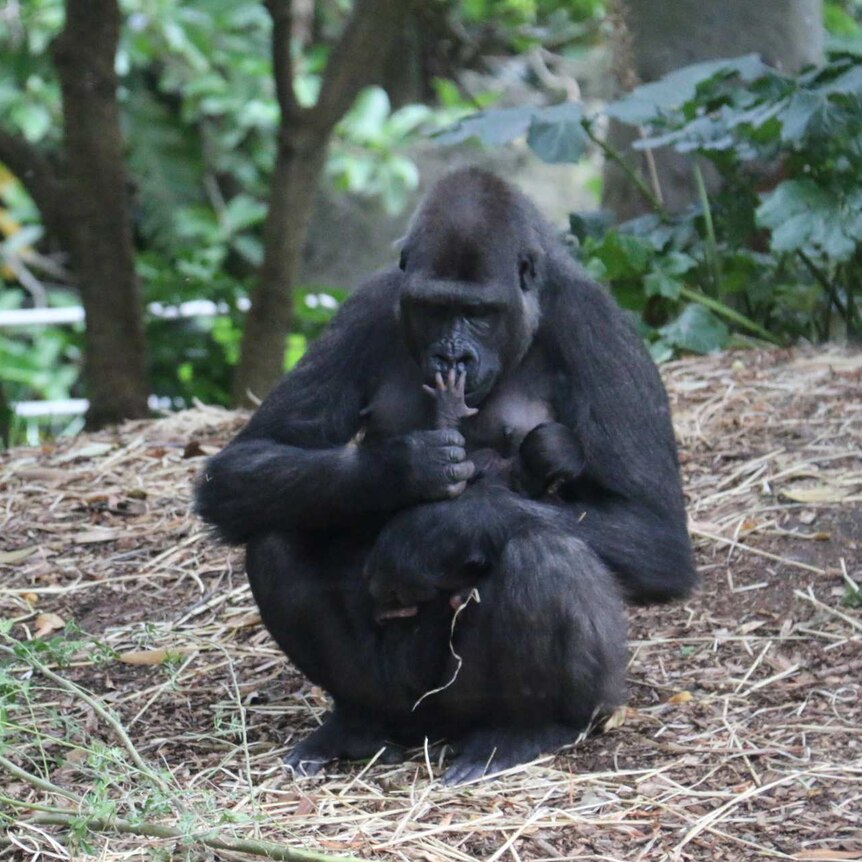 Baby gorilla touches the face of mother Kimya