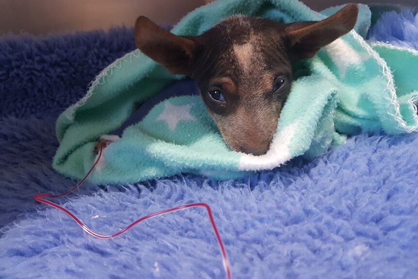 A tiny puppy in a green blanket receives a blood transfusion.