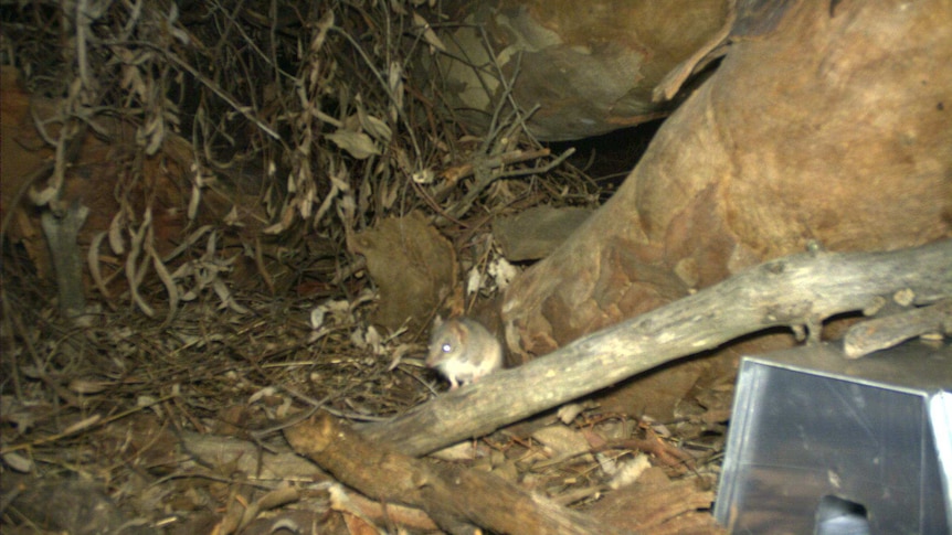 A still from CCTV footage of a tiny marsupial in the woods.