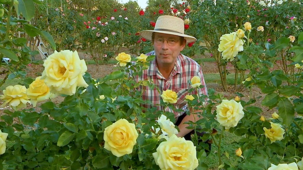 Gardening Australia recap: Bouquet-loads of talk about subtropical ...