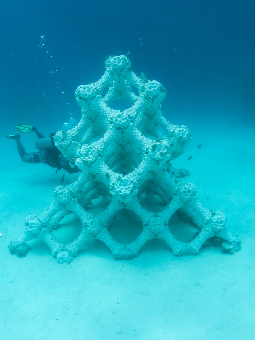 Underwater, you view a hand holding a small coral-like skeleton structure, in front of the full-size version on the seafloor.