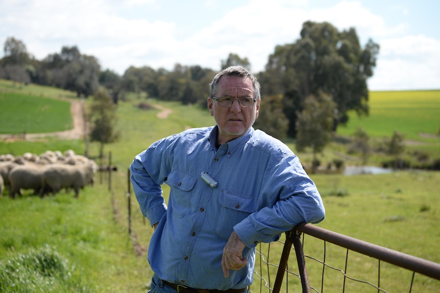 A man in a blue shirt leans on a gatepost with green hills and sheep in the background.