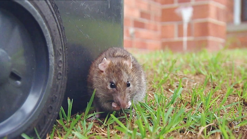 A rat sitting next to a garbage bin outside