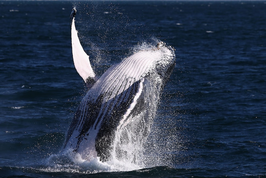 A humpback whale breaches