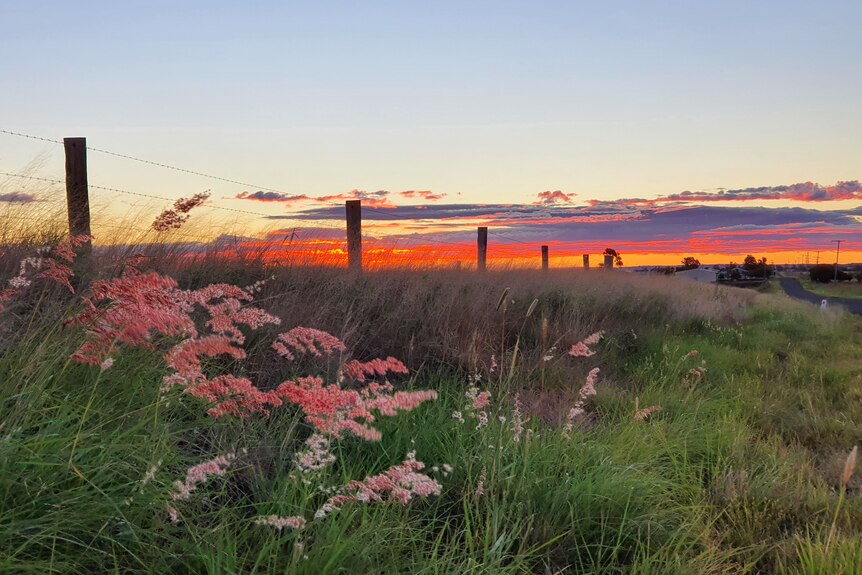 A vibrant sunst of pink and orange over a field.