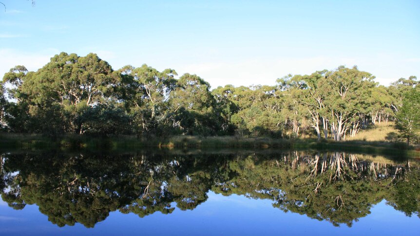 a clear blue sky is reflected like a mirror in a dam, with trees around and an air of peace.