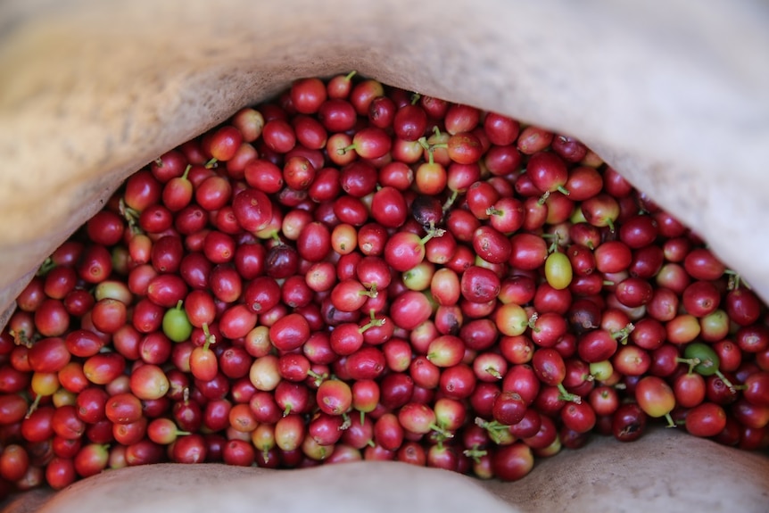 Freshly picked ripe and red coffee beans in a bag.