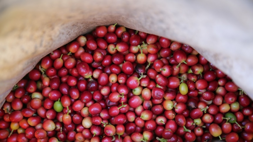 Freshly picked ripe and red coffee beans in a bag.