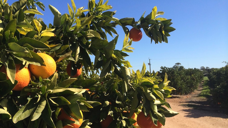 Oranges growing in a Riverland orchard.