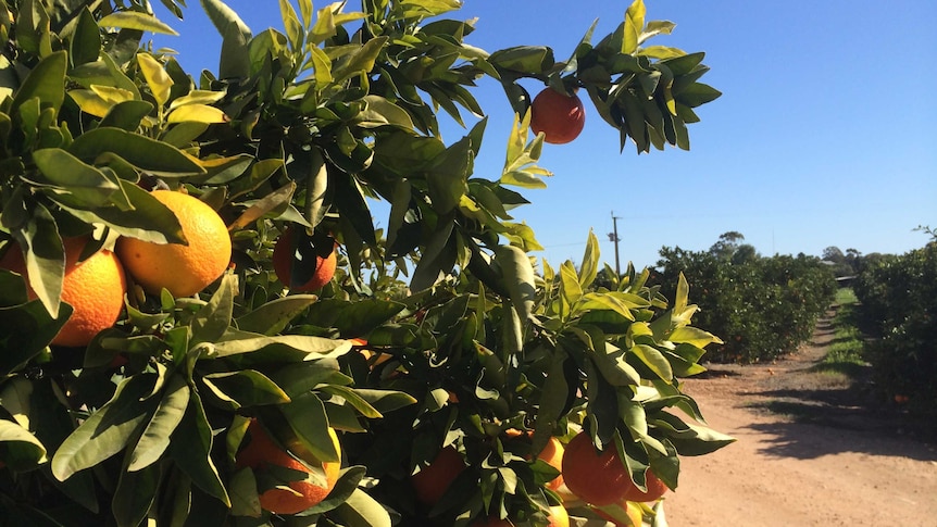 Oranges growing near Loxton in the Riverland.
