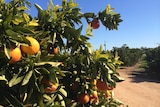 Oranges growing in a Riverland orchard.