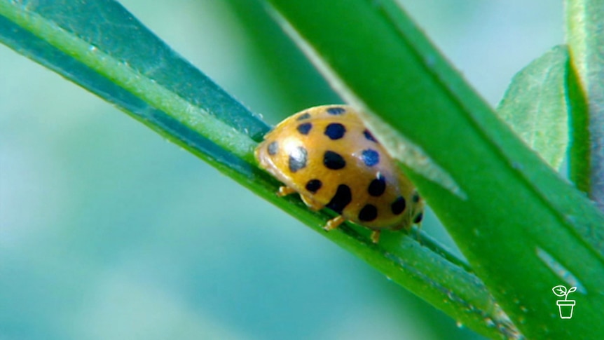 Yellow ladybeetle with black spots crawling on a leaf