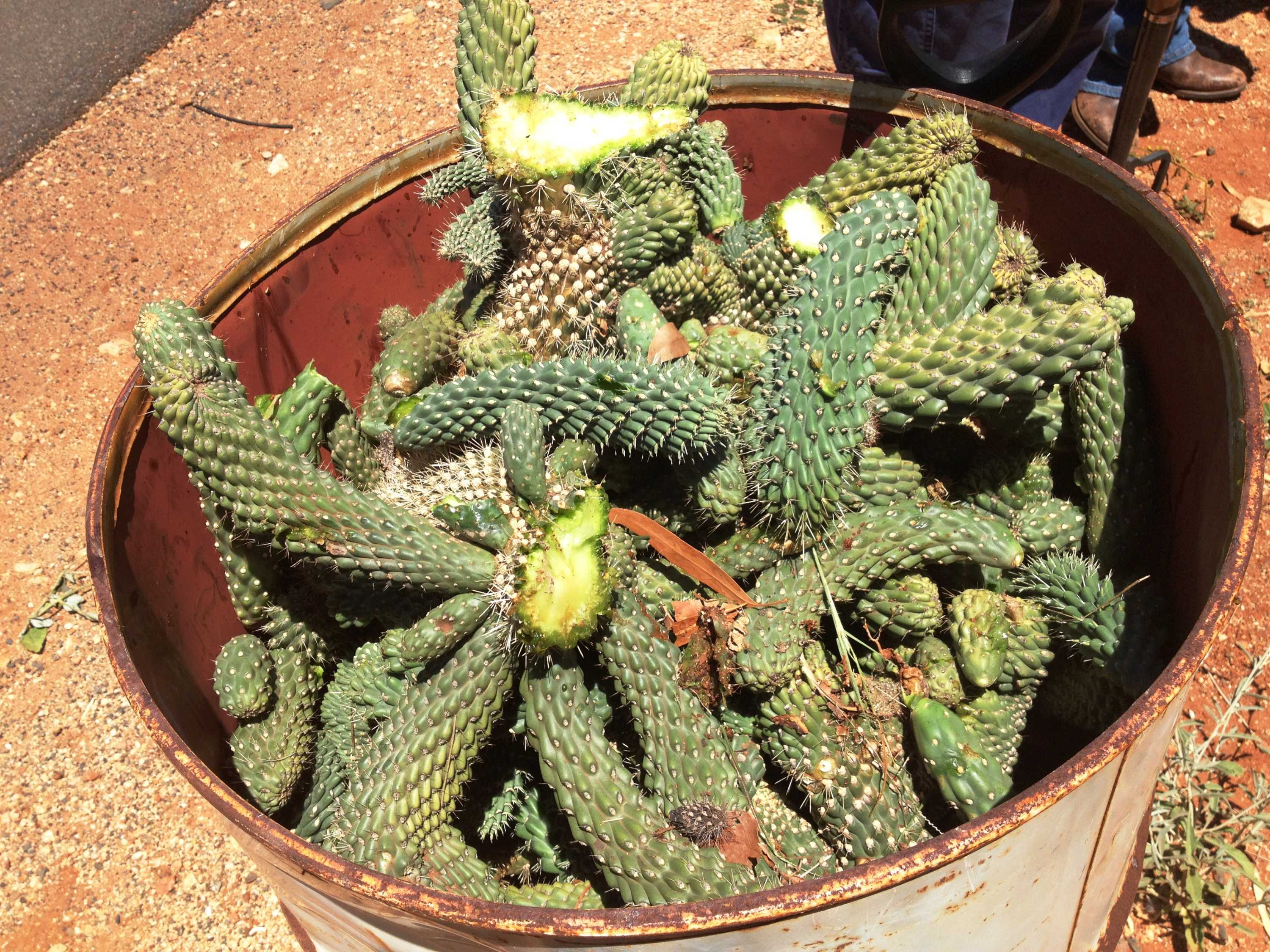 The ‘spike’ in the popularity of the cactus - ABC listen