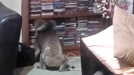 A koala in front of a CD collection in a loungeroom.