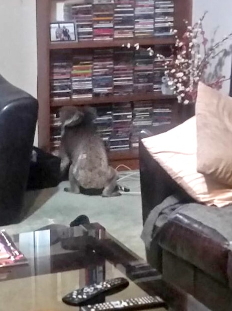 A koala in front of a CD collection in a loungeroom.