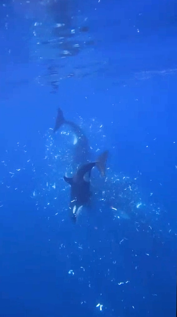 'Oh my God' moment orcas filmed ramming sunfish so hard it explodes