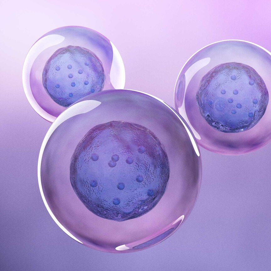 stem cell image