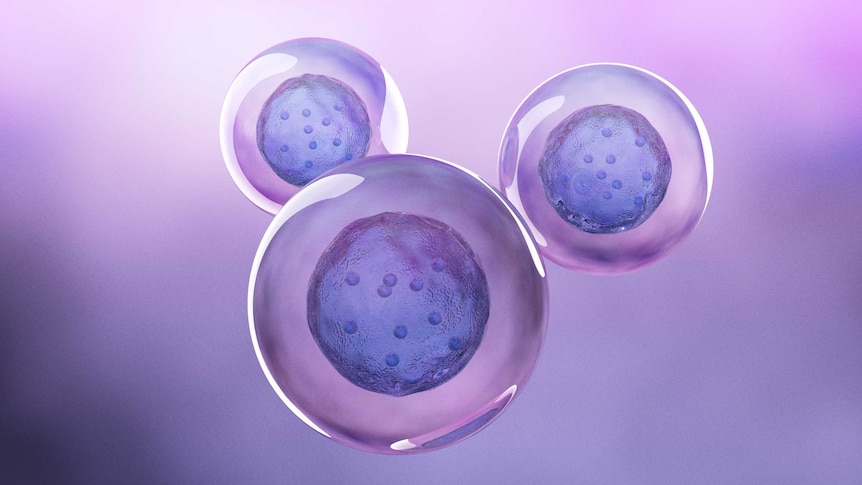 stem cell image