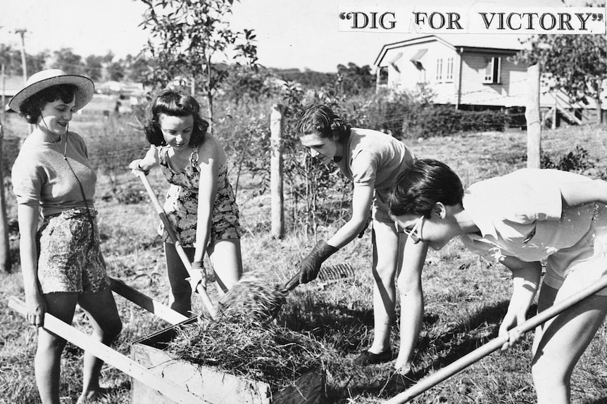 Four women tend to a garden during WWII, part of Australia's "Dig For Victory" campaign