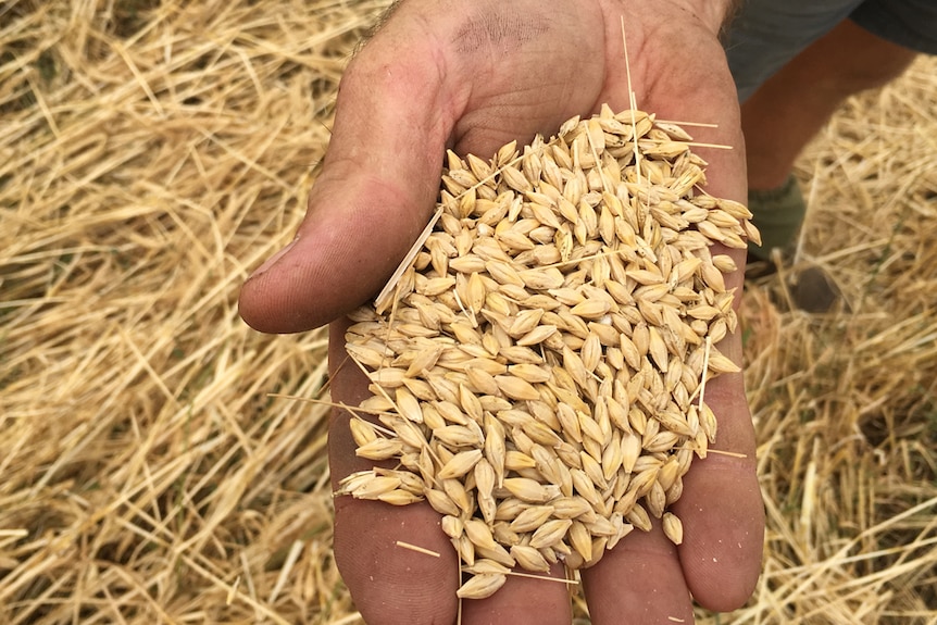 A male hand holds out a pile of barley grain.
