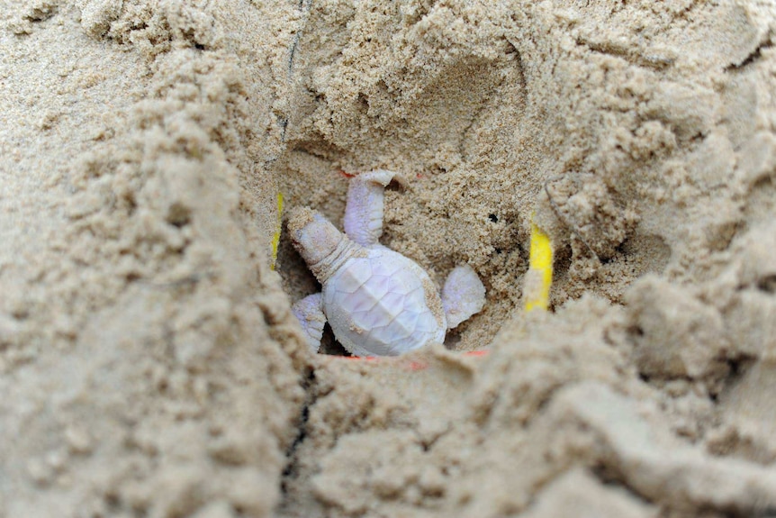 Albino turtle