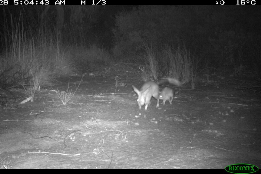 Images of bilbies captured in black and white during a census.