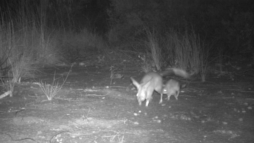 A black and white image of two bilbies - one larger, and the baby directly behind. It's a dry, desert landscape.