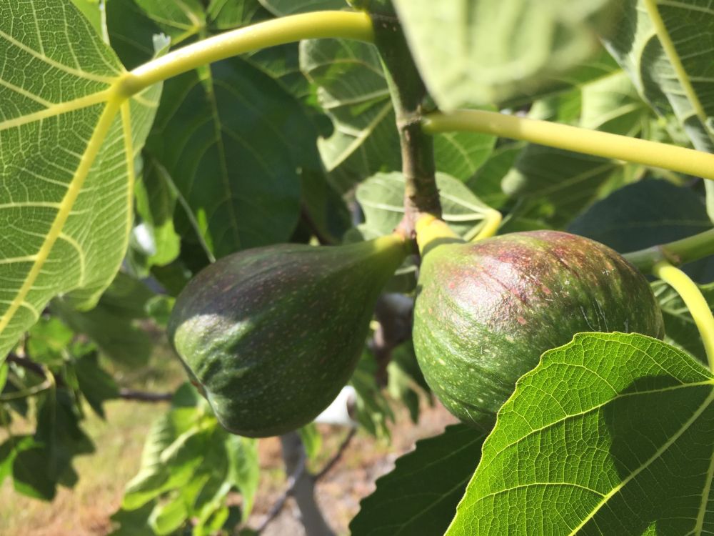 Cultivating a perfect fig in Tasmania's Coal River Valley ABC News