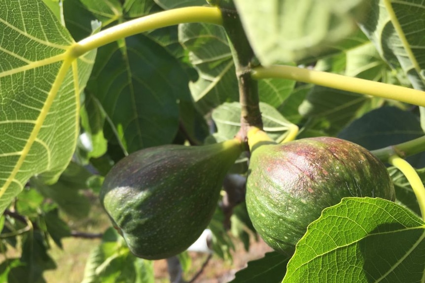 Perfect young figs ripening at Frankham Figs orchard, Dulcot Tasmania