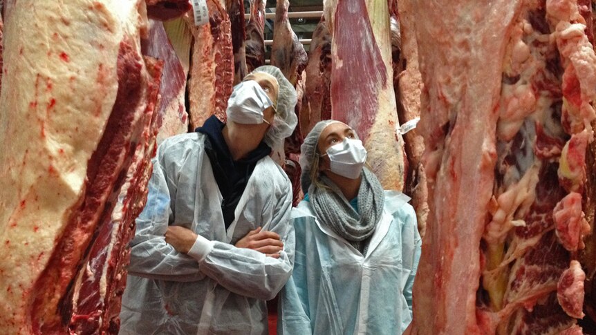 A male and female student wearing white hair nets, face masks and jackets stand looking up at carcasses hanging in an abattoir.