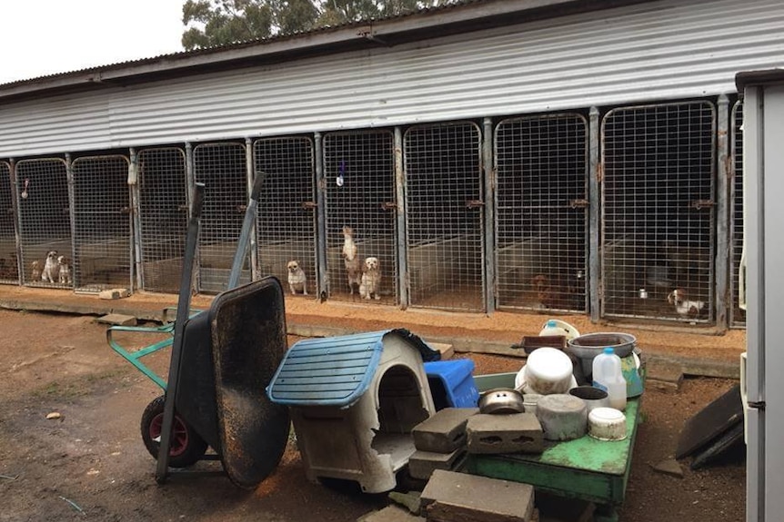 Several dogs in outdoor cages.