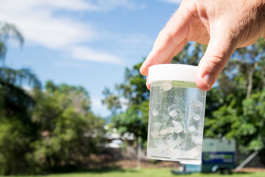 A small plastic jar containing irukandji jellyfish preserved in formaldehyde.