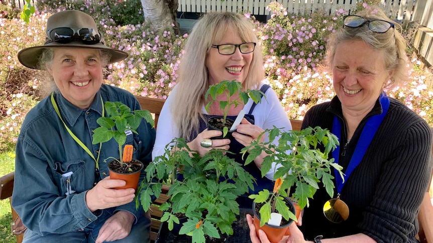 Three smiling middle-aged women hold tomato plants