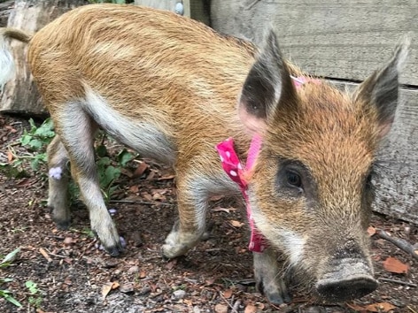 A young piglet wearing a pink and white spotted bow