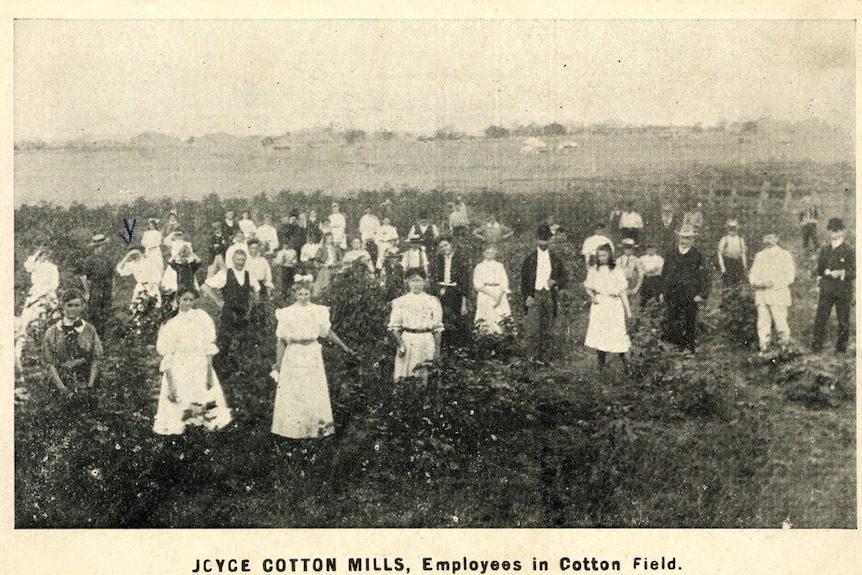 Historic photo of Joyce Cotton Mills workers in a crop field the Brisbane Valley region, early 1900s.