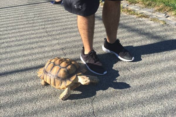 An African tortoise next to a man wearing running shoes