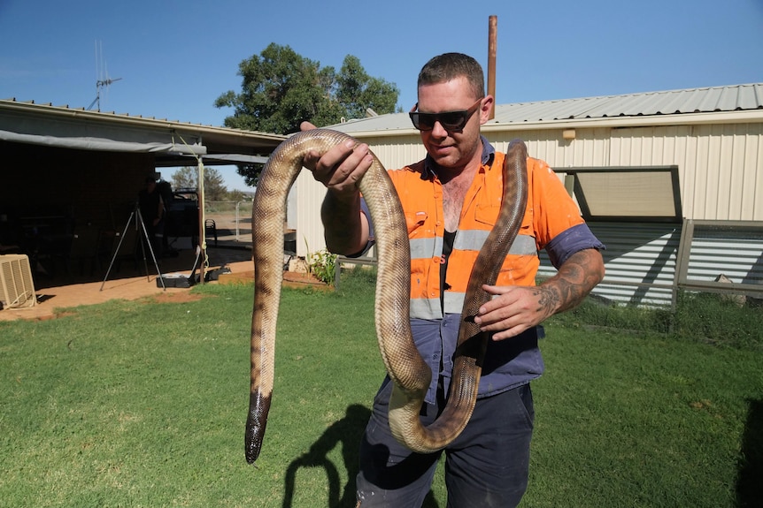 Man holding large black headed python in a backyard.