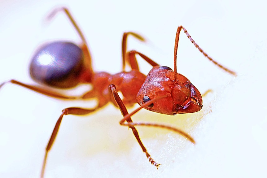 Close-up of red fire ant on a white surface.