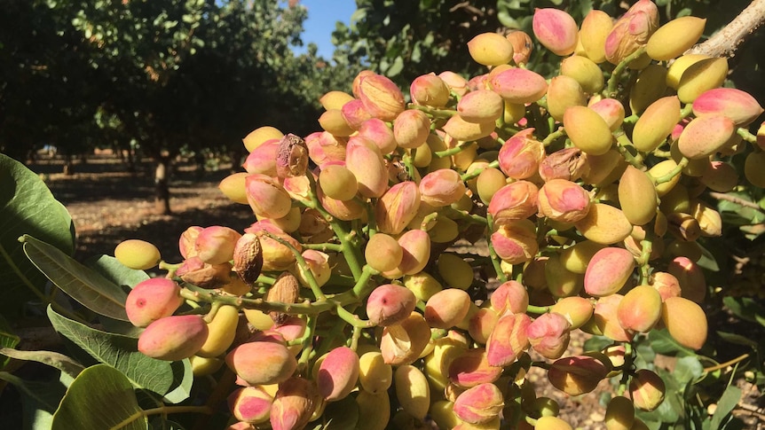 Pistachios on a tree ready to be harvested.