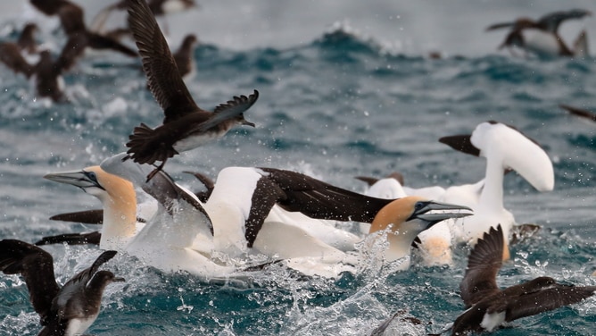 Seabirds feeding