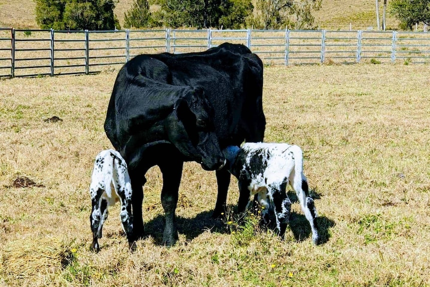 Черна крава храни две петнисти телета в двор за добитък. 