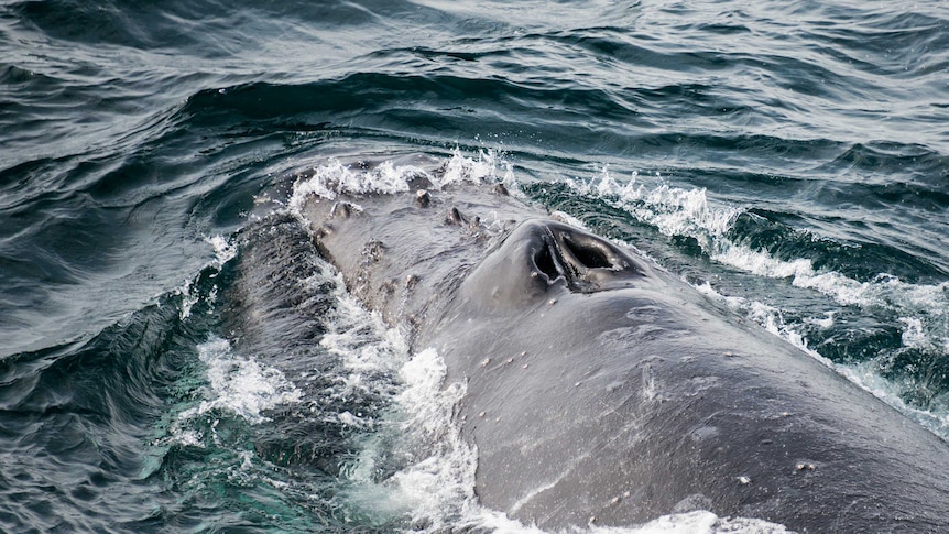 Scientists record whales singing in Southern Ocean
