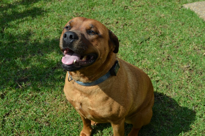 A brown dog pictured with a GPS tracking device on its collar. The dog looks friendly.