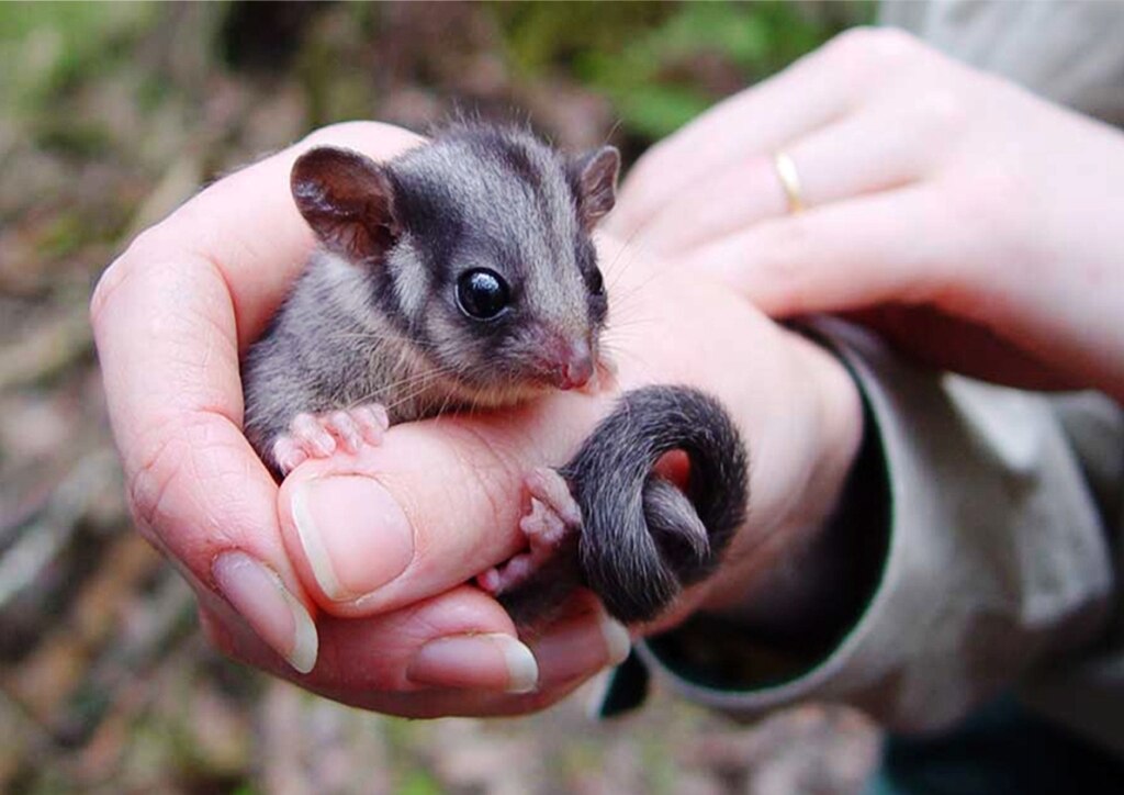 Fighting Extinction Abc Listen