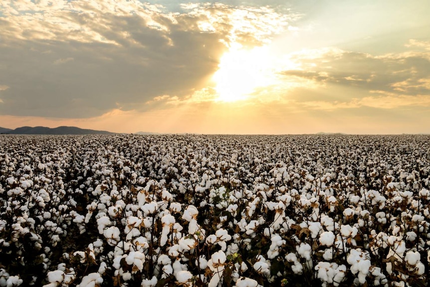 A cotton field at the Ord River in the Kimberley region of Western Australia.