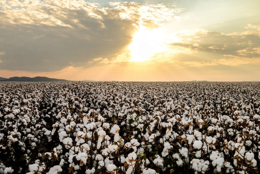 A cotton field in bloom at the Ord River in the Kimberley region of far north of Western Australia.