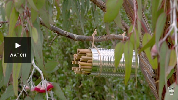A bee hotel made from a can, hanging in a tree in a garden. Has Video.