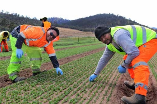 Workers in fluorescent gear bend down as they work on farmland.